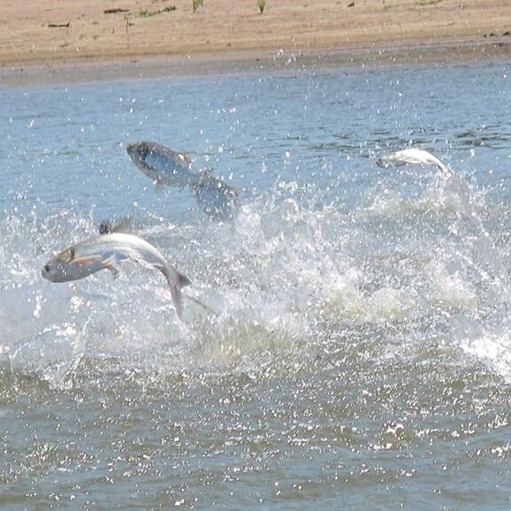 Minnesota, Wisconsin wildlife officials capture 100s of invasive carp in Mississippi River